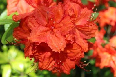 Azalea - azalka - květ